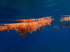 Sargassum fluitans