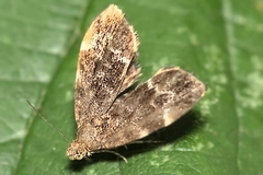 Anthophila fabriciana