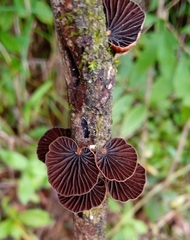 Image of Anthracophyllum archeri