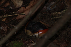 Gecarcinus lateralis