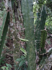 Acanthocereus
