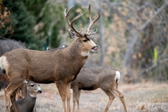Odocoileus hemionus