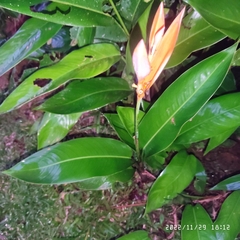 Heliconia psittacorum