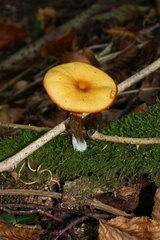 Hymenogastraceae