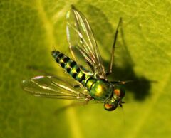 Condylostylus graenicheri