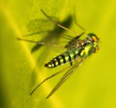 Condylostylus graenicheri