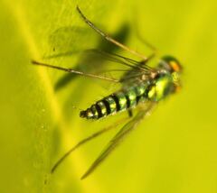 Condylostylus graenicheri