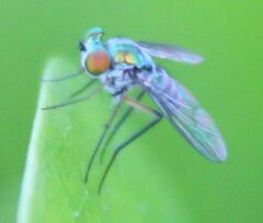 Condylostylus pruinosus