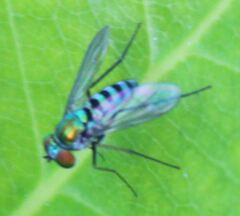 Condylostylus pruinosus