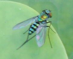 Condylostylus pruinosus