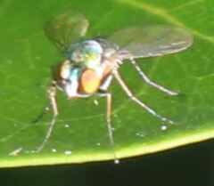 Condylostylus pruinosus