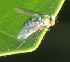 Condylostylus pruinosus