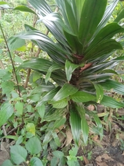 Bromelia karatas
