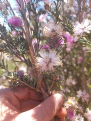 Melaleuca tuberculata