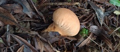 Calvatia