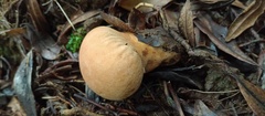 Calvatia