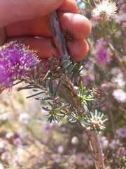 Melaleuca tuberculata