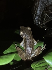 Polypedates leucomystax