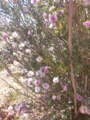 Melaleuca tuberculata
