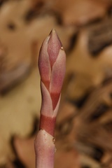 Bletia revoluta