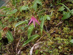 Erythronium revolutum