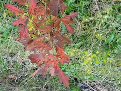 Quercus shumardii