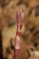 Bletia revoluta