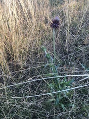 Cirsium texanum
