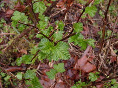 Physocarpus capitatus
