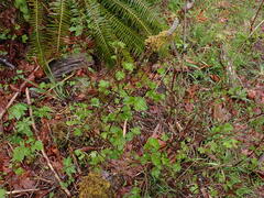 Physocarpus capitatus