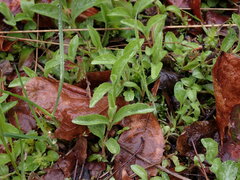 Veronica officinalis