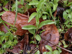 Veronica officinalis