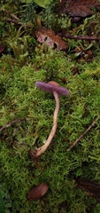 Laccaria gomezii
