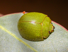 Paropsis glauca
