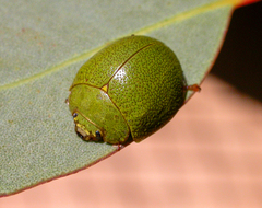 Paropsis glauca