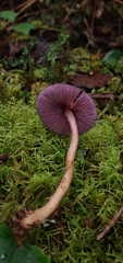 Laccaria gomezii