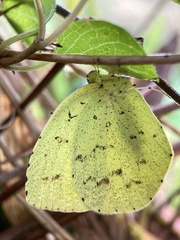 Eurema mandarina