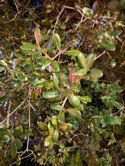 Quercus myrtifolia