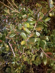 Quercus myrtifolia