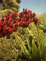 Doryanthes