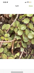 Portulacaria