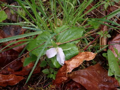 Trillium ovatum ovatum