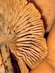 Collybiopsis villosipes