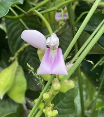 Canavalia cathartica