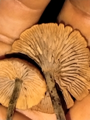 Collybiopsis villosipes