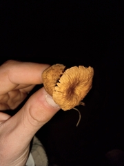 Collybiopsis villosipes