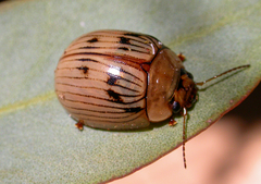 Paropsisterna variabilis