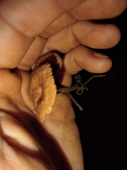 Collybiopsis villosipes