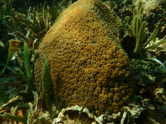 Montastraea cavernosa