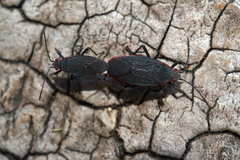 Jadera parapectoralis